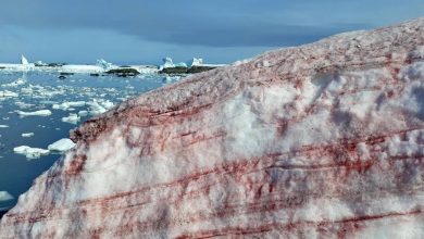 La "neige sanglante" effrayante envahit l'île de l'Antarctique Par Brandon Specktor publié le 26 février