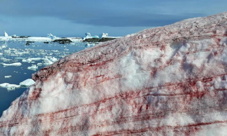 La "neige sanglante" effrayante envahit l'île de l'Antarctique Par Brandon Specktor publié le 26 février