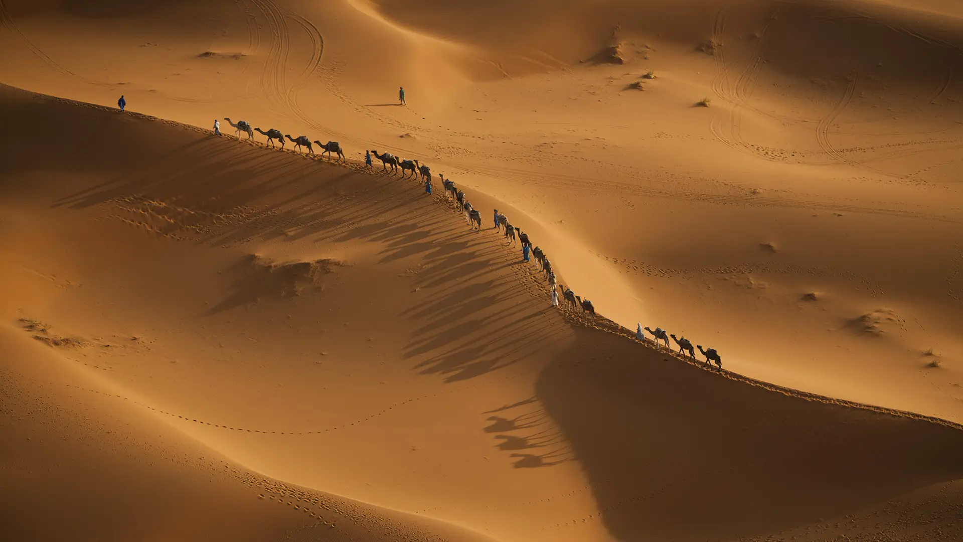 Les chameaux sont bien adaptés à la vie dans le Sahara aride.