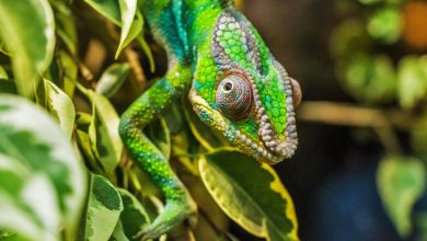 A chameleon among foliage.