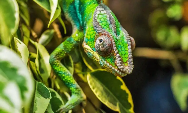 A chameleon among foliage.