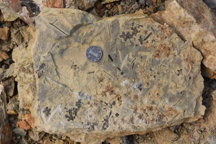 Une dalle de siltstone avec des fossiles de Nanjinganthus.