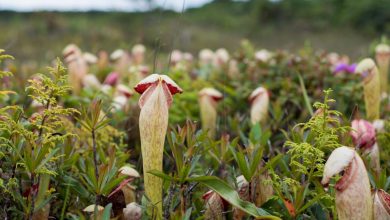 A photo of a Nepenthes pitcher plant.