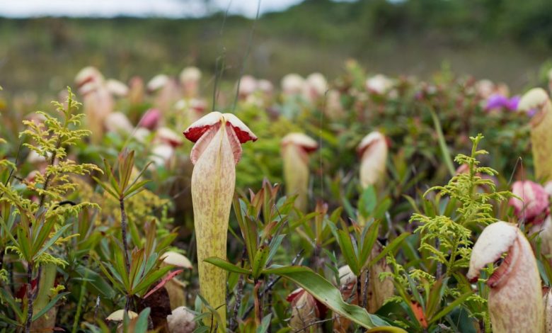 A photo of a Nepenthes pitcher plant.