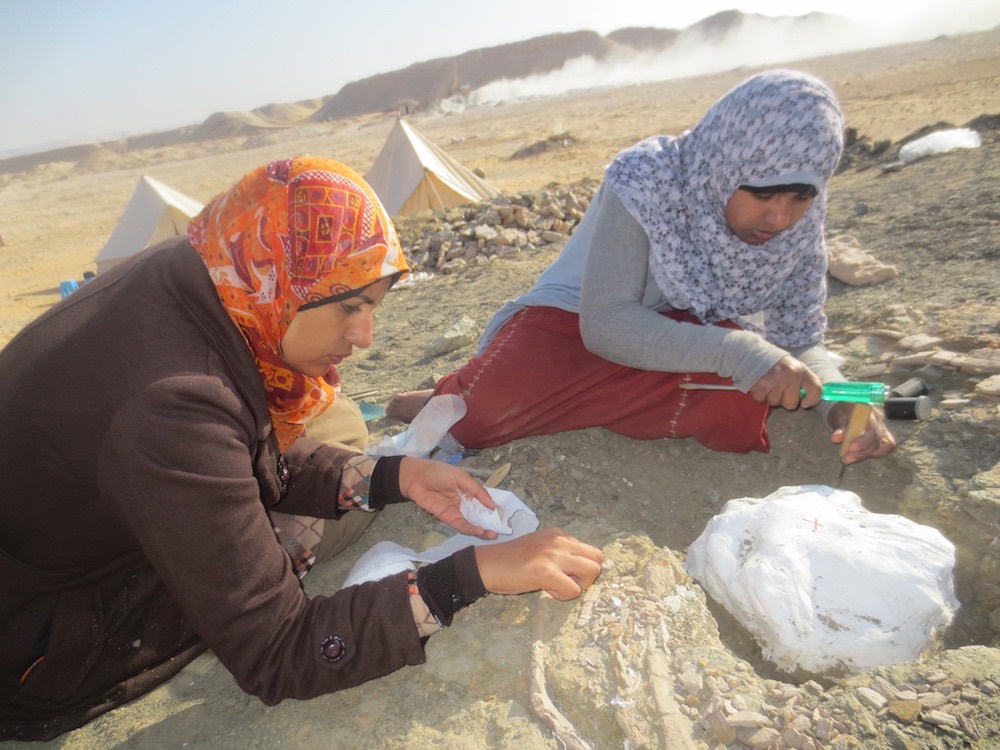 Les étudiantes Mai El-Amir et Sara Saber creusent des côtes et d'autres os du nouveau dinosaure titanosaurien Mansourasaurus shahinae dans le désert du Sahara en Égypte. Les tentes de terrain de l'équipe sont visibles en arrière-plan.