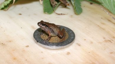 Craugastor cueyatl on a Mexican 10-peso coin, which has a diameter of 1.1 inches (28 millimeters).