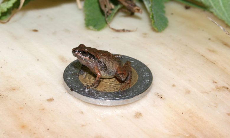 Craugastor cueyatl on a Mexican 10-peso coin, which has a diameter of 1.1 inches (28 millimeters).