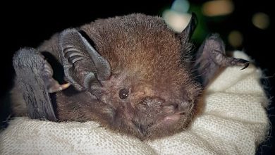 The choice of the long-tailed bat as Bird of the Year ruffled feathers among New Zealand bird aficionados.