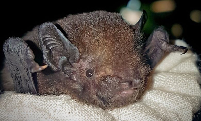 The choice of the long-tailed bat as Bird of the Year ruffled feathers among New Zealand bird aficionados.