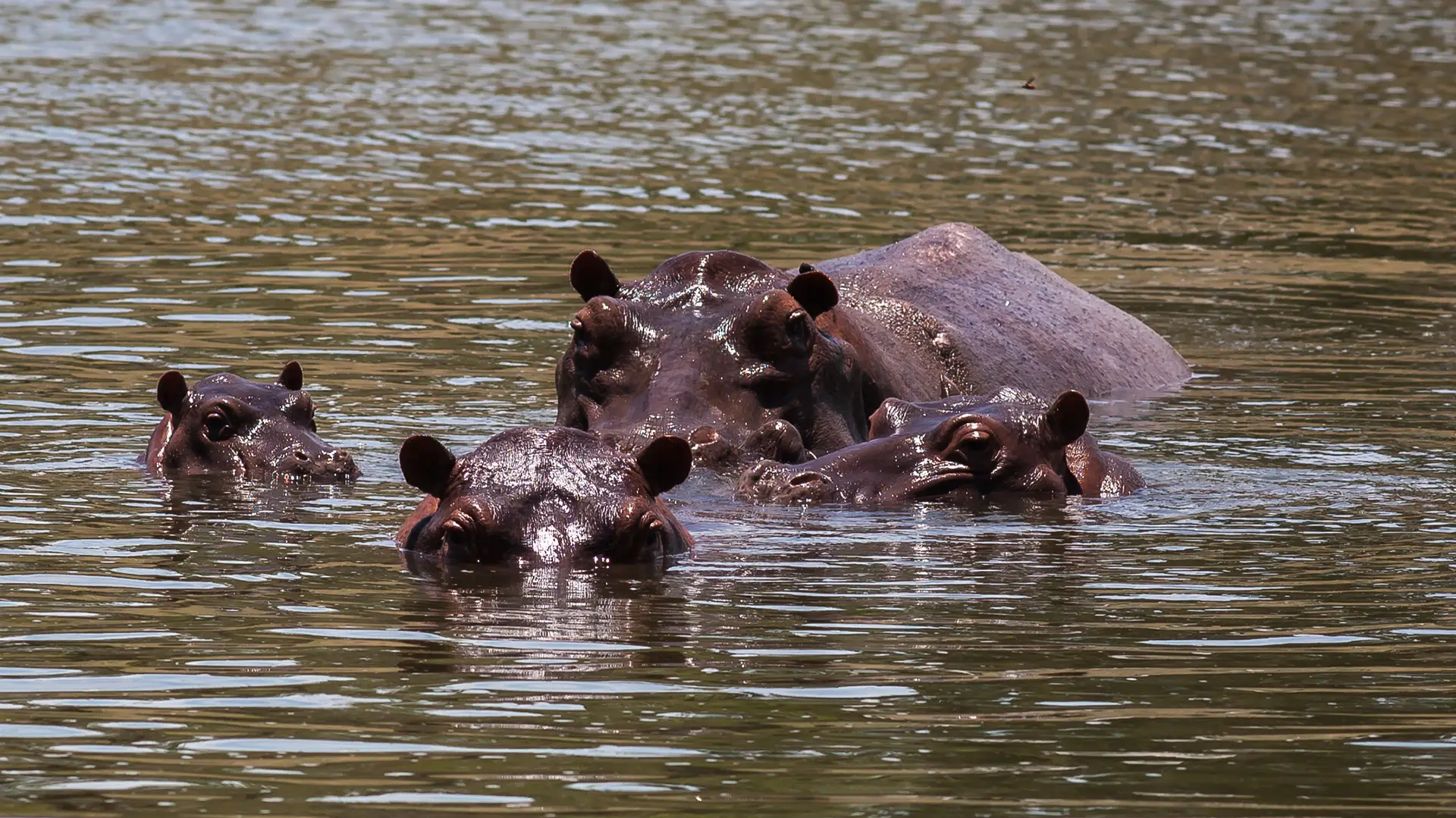 Bien que les autorités aient confisqué d'autres animaux exotiques dans le zoo privé d'Escobar, les hippopotames évadés - qui peuvent peser des milliers de livres - ont été jugés trop dangereux pour être capturés.