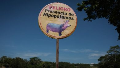 Les "hippopotames cocaïnomanes" de Pablo Escobar sont stérilisés parce que la population est hors de contrôle Par Mindy Weisberger publié le 20 octobre 21