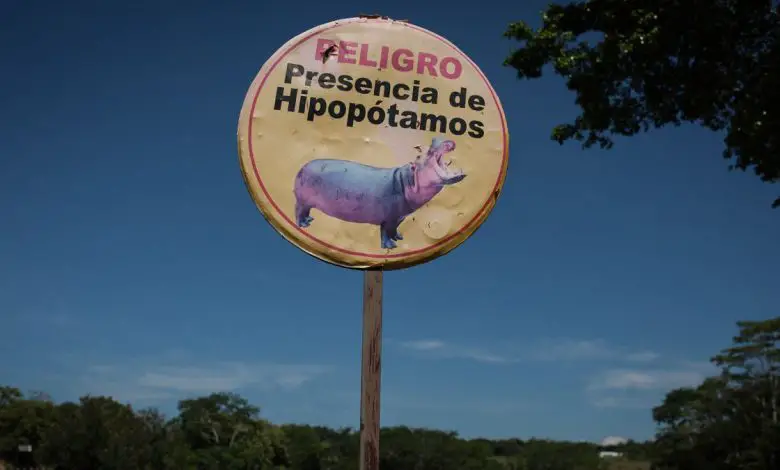 Les "hippopotames cocaïnomanes" de Pablo Escobar sont stérilisés parce que la population est hors de contrôle Par Mindy Weisberger publié le 20 octobre 21