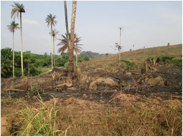 La zone connue sous le nom de Région forestière de Guinée, maintenant largement déboisée en raison de l'exploitation forestière, du défrichage et du brûlage des terres pour l'agriculture.