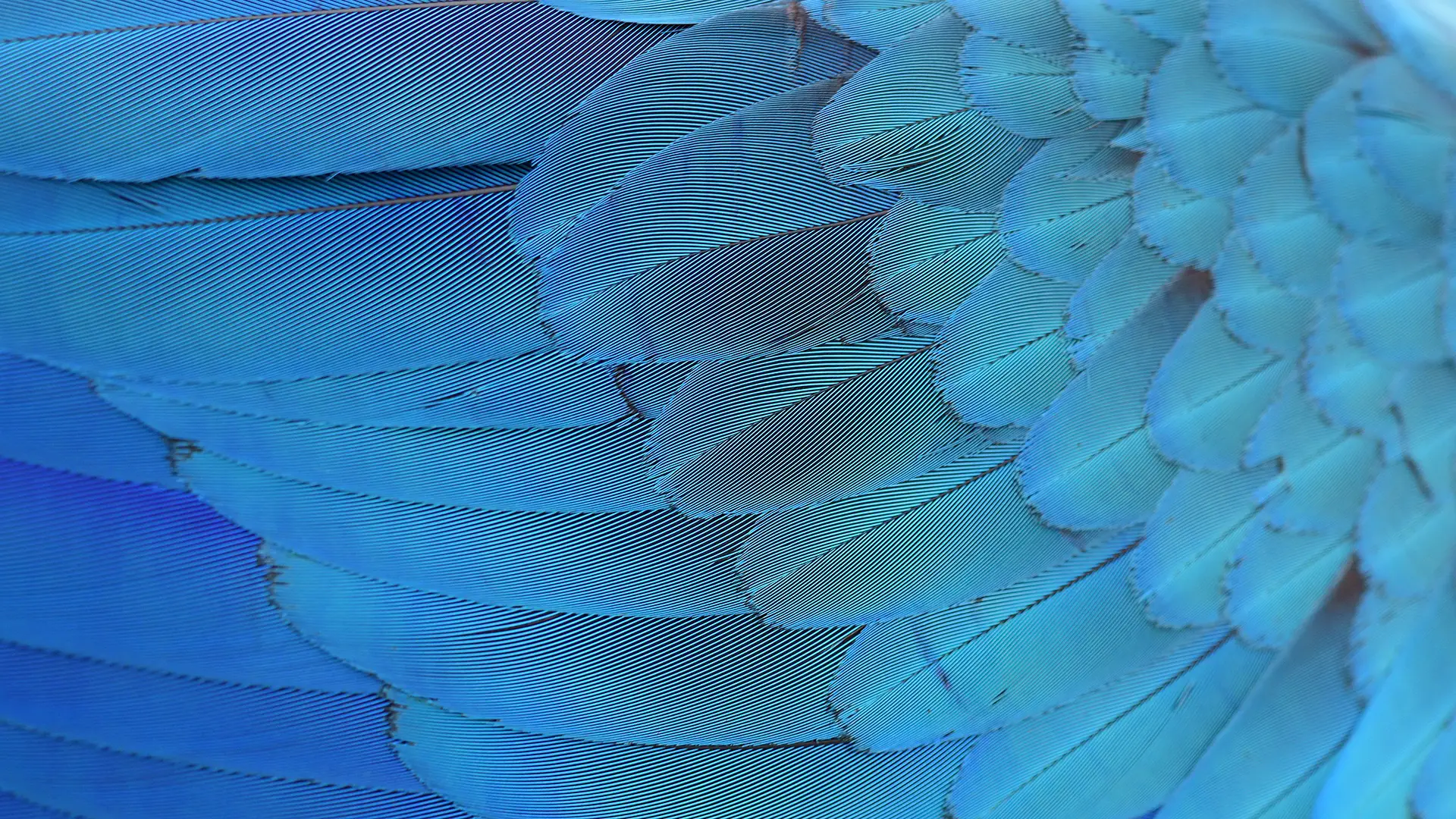 Le plumage bleu brillant des oiseaux, comme celui des aras de Spix ( Cyanopsitta spixii ), tire sa couleur non des pigments mais des structures des plumes qui diffusent la lumière.