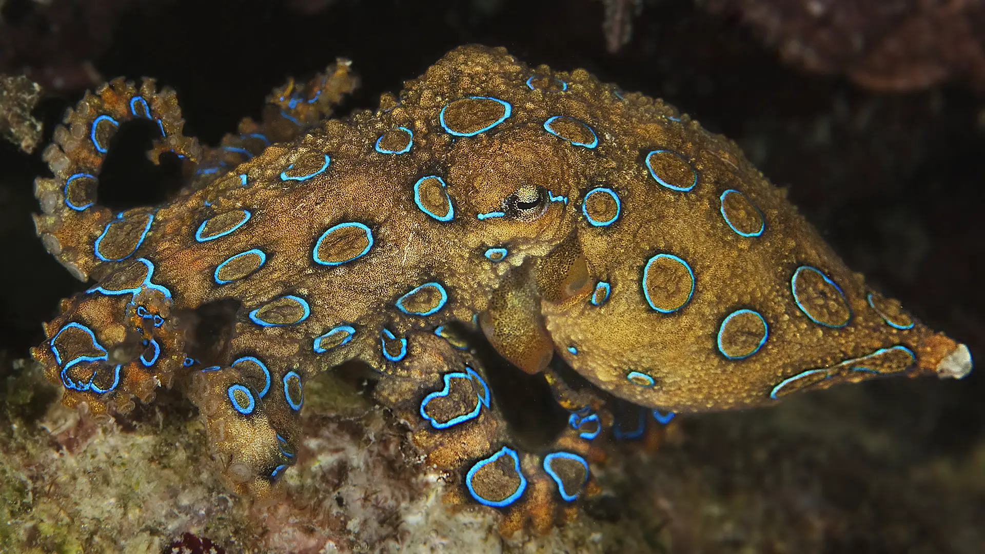 La pieuvre aux anneaux bleus très venimeuse.