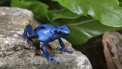 In poison dart frogs, bright blue colors broadcast a warning to predators that the animal is toxic.
