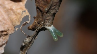 Les femelles mantes dragons ont une glande sexuelle en forme de Y qui bouge comme un tentacule et ressemble à un asticot.