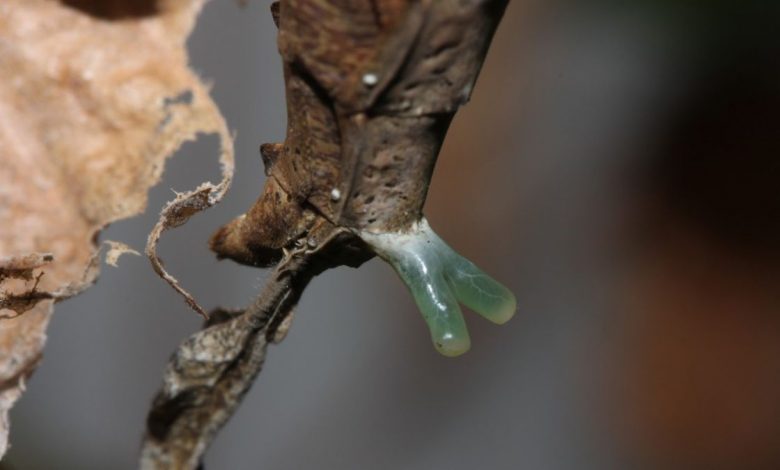 Les femelles mantes dragons ont une glande sexuelle en forme de Y qui bouge comme un tentacule et ressemble à un asticot.