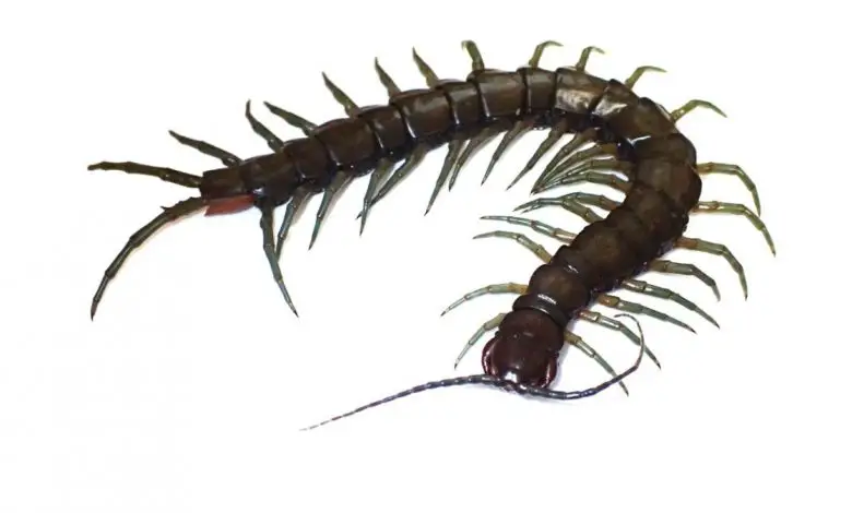 The amphibious Scolopendra alcyona lives near streambeds in the forests of the Ryukyu Islands in Japan.