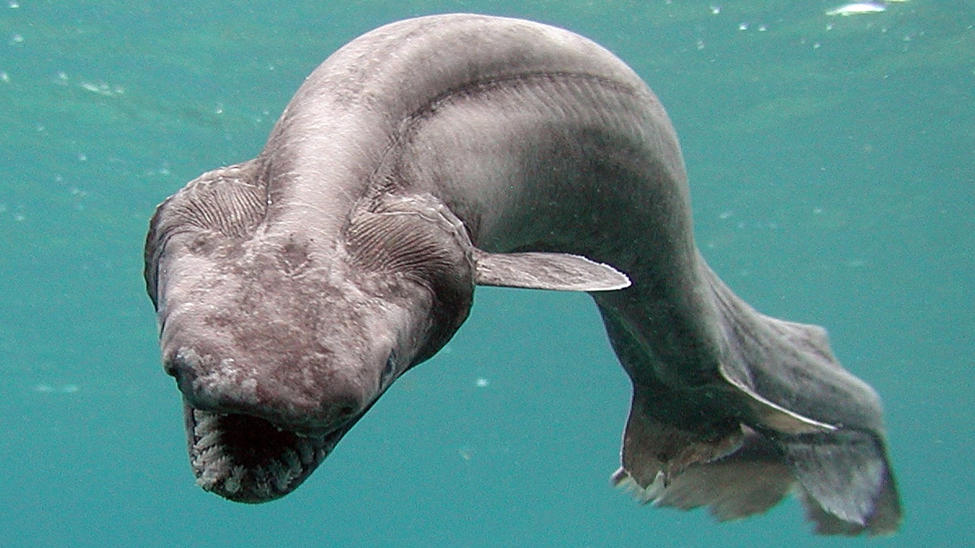 Un requin à volants nage dans l'eau bleue, affichant des rangées de dents acérées.