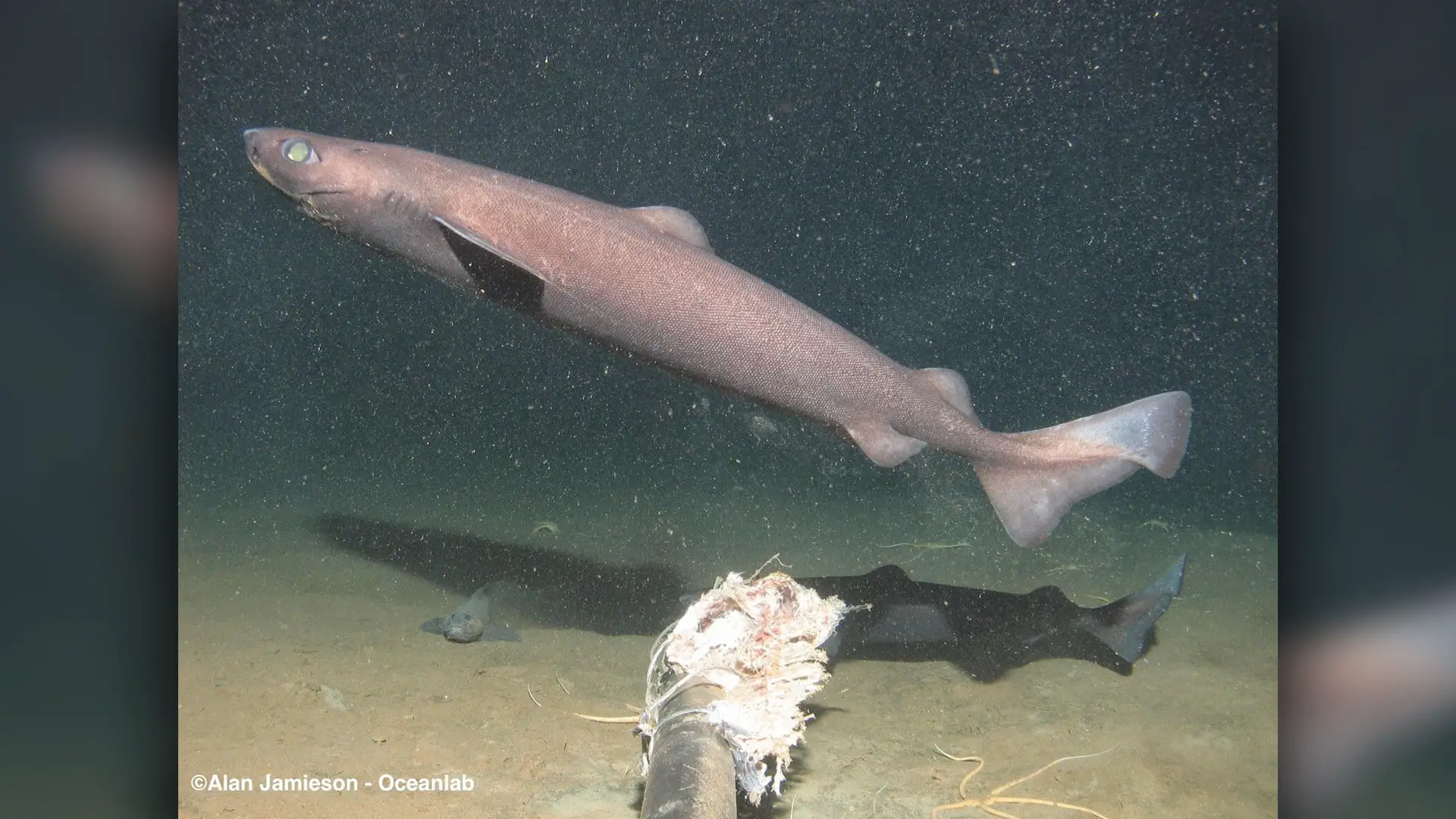 L'aiguillat commun ou requin portugais (Centroscymnus coelolepis) est l'espèce de requin la plus profonde.