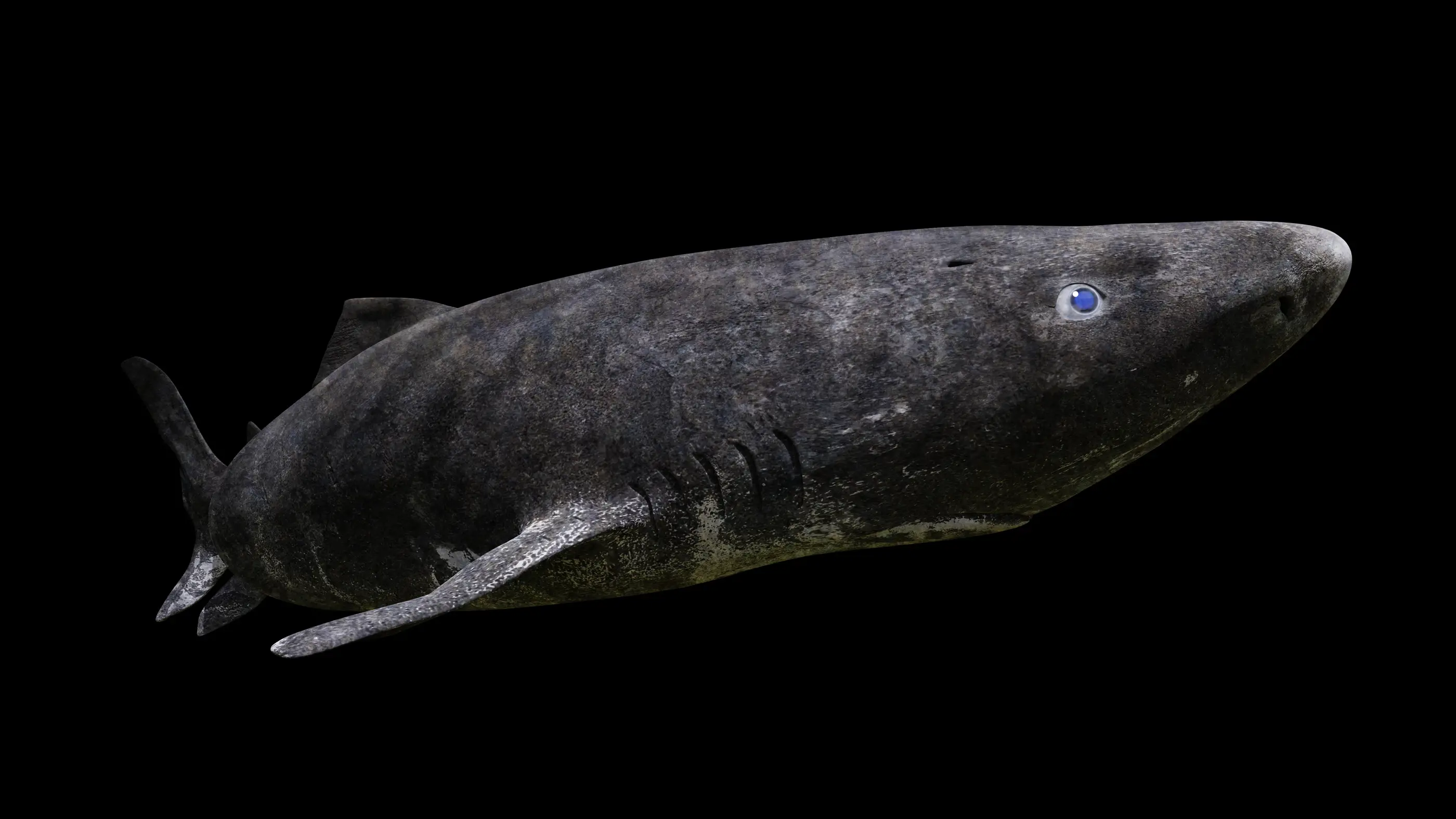 Requin du Groenland nageant, Somniosus microcephalus isolé sur fond noir.