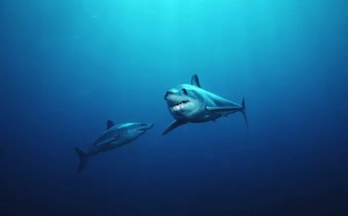 Deux requins mako à nageoires courtes, qui sont des poissons rapides et profilés. Ils se propulsent dans l'eau avec de courts coups de leurs queues épaisses et puissantes.