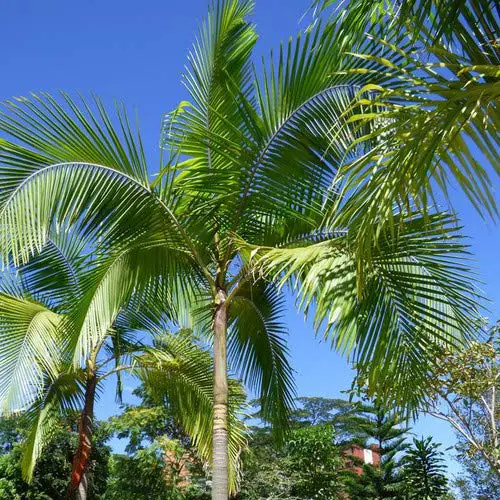 King Palm Seeds (Archontophoenix cunninghamiana) 5+ graines de palmiers tropicaux rares
