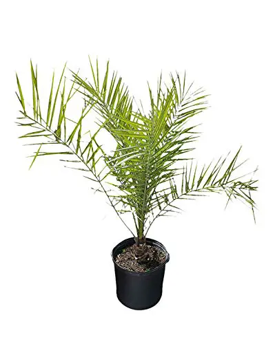 PlantVine Phoenix canariensis, palmier dattier des îles Canaries, palmier ananas - grand - pot de 8 à 10 pouces (3 gallons), plante vivante
