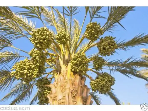 15 graines de palmier dattier Medjool, noyaux, dattes mejhool à gros fruits Phoenix dactylifera