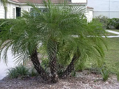 PHOENIX ROEBELENII, palmier dattier pygmée palmiers exotiques rares graines semi-plantes 50 graines