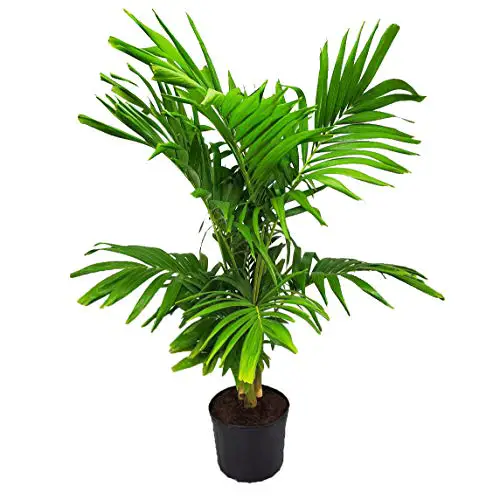 Palmier de Noël Adonidia - Plante vivante - Plantes tropicales de Floride - 7 gallons - Hauteur totale 62