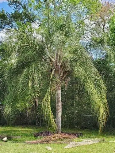AchmadAnam SYAGRUS ROMANZOFFIANA @@ Queen Palm Tree Exotic Tropical Rare Palms 5 CT