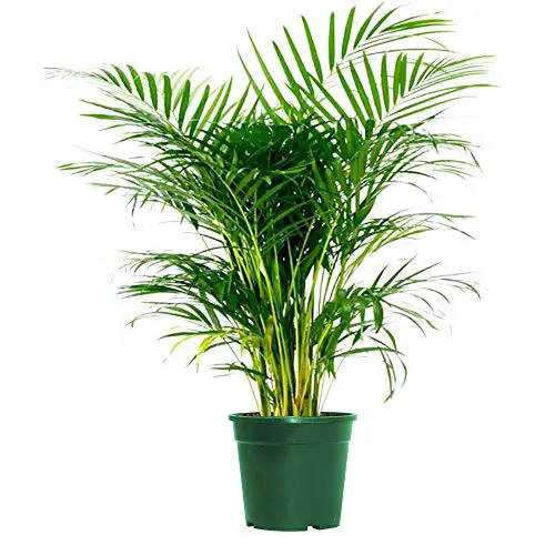 American Plant Exchange Areca Palm Purificateur d'air intérieur/extérieur Plante vivante, 6