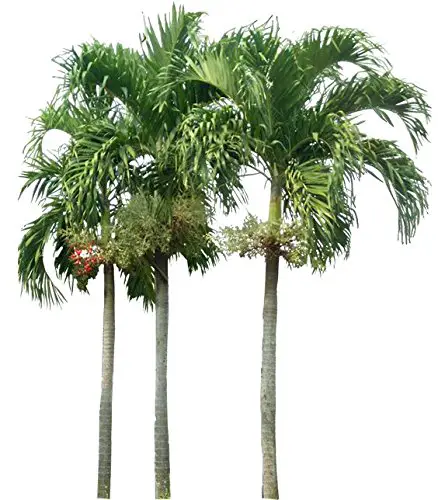 Démarreurs de palmier sétaire - 1 plante vivante - 4