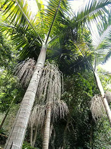 Archontophoenix Cunninghamiana Hardy King Palm 5 SẸẸDS