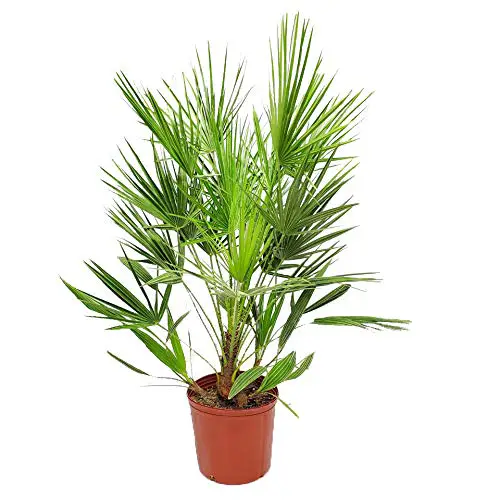 Palmier européen - Plantes tropicales de Floride - Plante de palmier vivant - Pot de 3 gallons - Hauteur totale 24