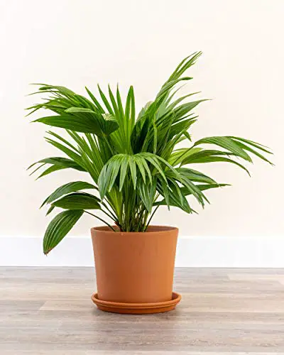 PlantVine Livistona chinensis, Palmier chinois - Grand - Pot de 8 à 10 pouces (3 gallons), Plante d'intérieur vivante