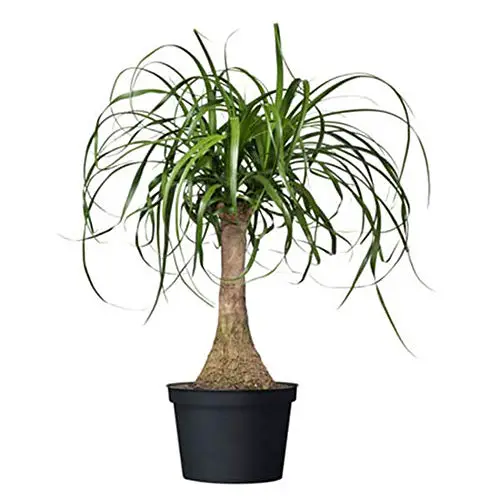 American Plant Exchange Ponytail Palm Plante vivante à tronc unique, 6