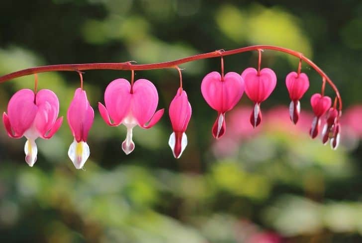 Dicentra