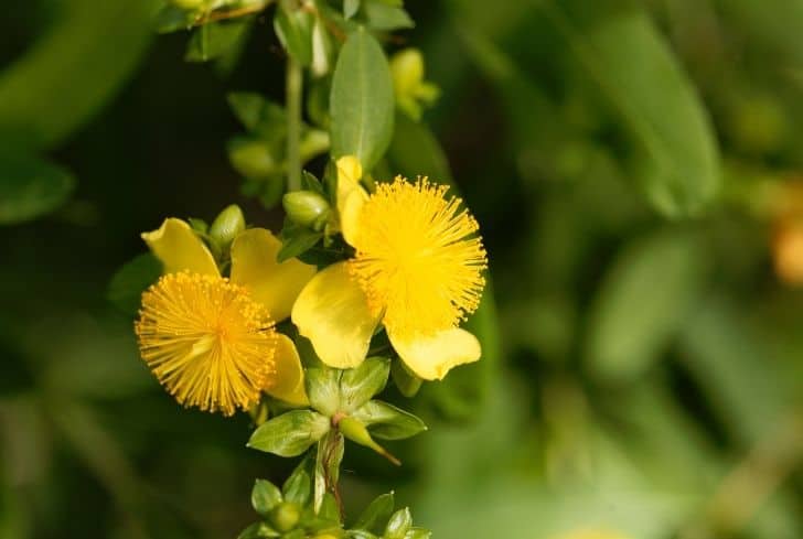 Hypericum prolificum
