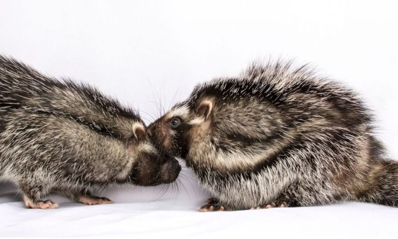 Les rats à crête peuvent tuer avec leur fourrure empoisonnée.