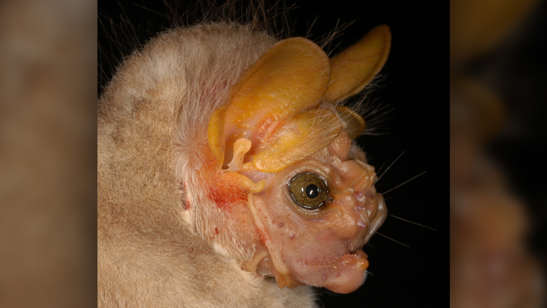 Les chauves-souris femelles n'ont pas le blanc