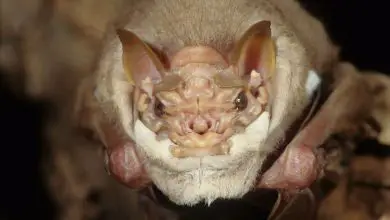 Male wrinkle-faced bat (Centurio senex) shows a furry skin fold that can be pulled up to cover the lower half of the face like a mask.