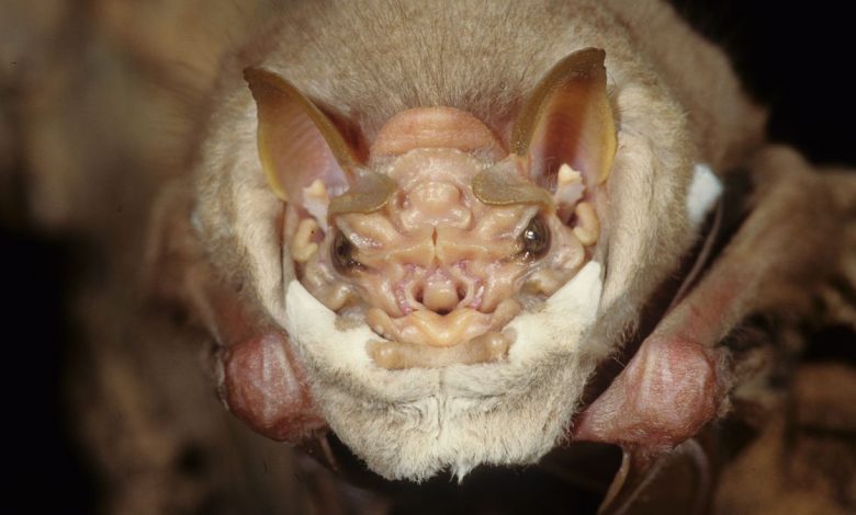 Male wrinkle-faced bat (Centurio senex) shows a furry skin fold that can be pulled up to cover the lower half of the face like a mask.