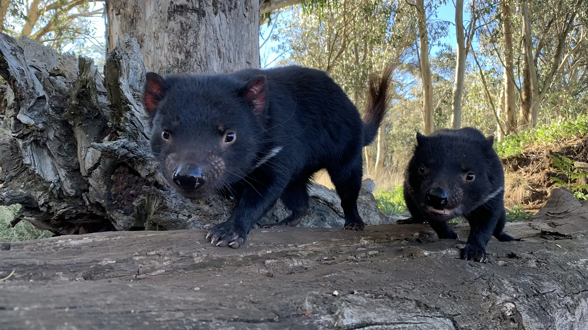 La réintroduction des diables de Tasmanie pourrait aider à réduire l'impact néfaste des chats et des renards envahissants sur la faune indigène.