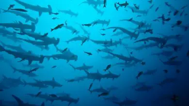 A school of scalloped hammerhead sharks (Sphyrna lewini) swims in the Galapagos.