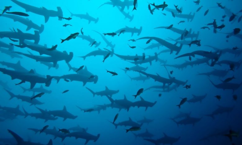 A school of scalloped hammerhead sharks (Sphyrna lewini) swims in the Galapagos.
