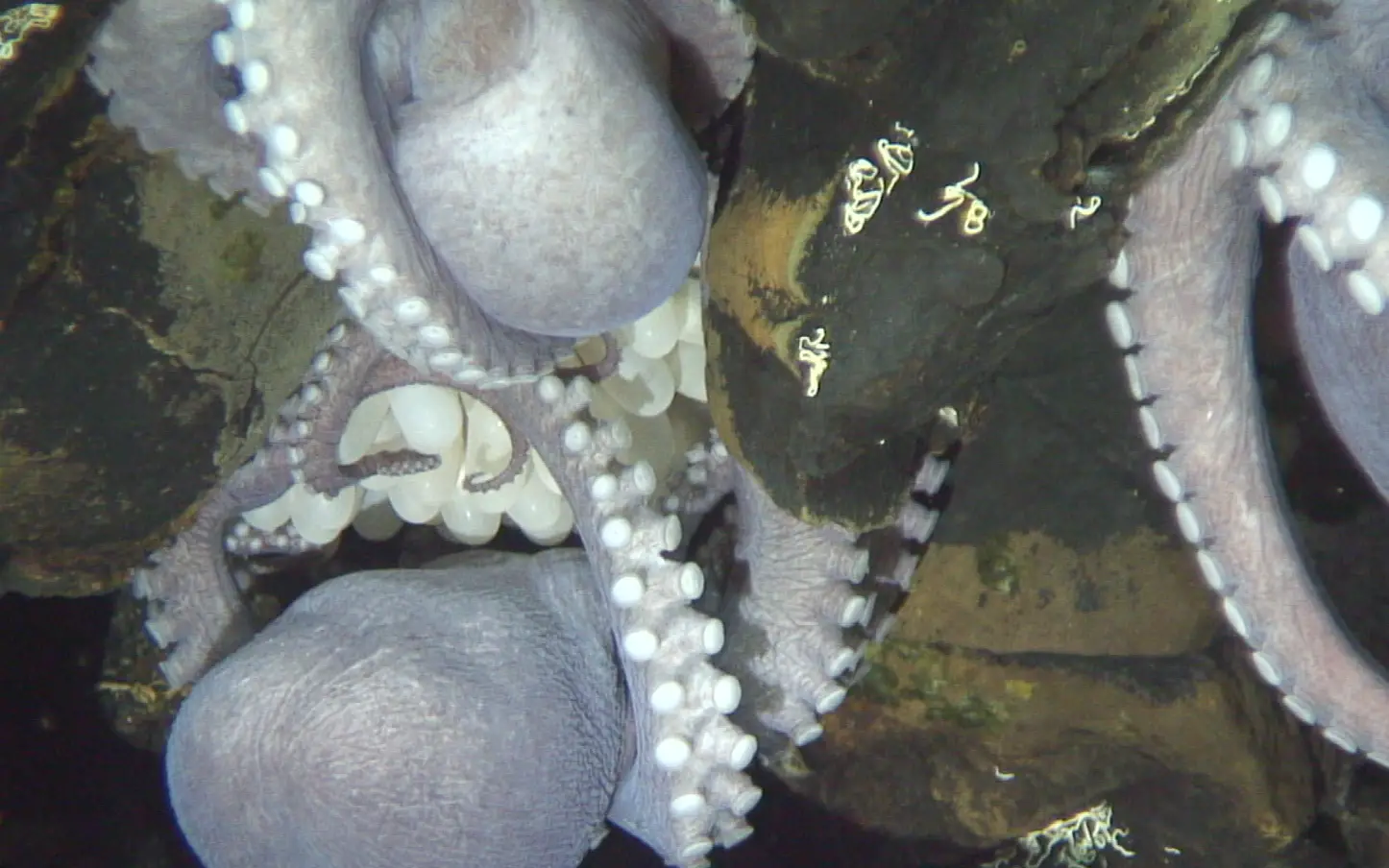 Une couvée d'œufs est devenue visible après qu'un octopode couvé a changé sa position à la surface de l'affleurement Dorado.