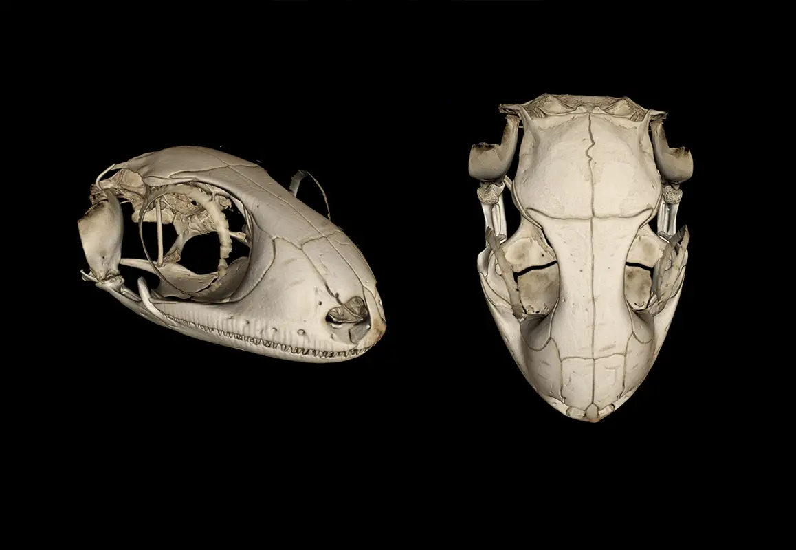 Rendus du crâne de la nouvelle espèce de gecko à partir de micro-CT scans.